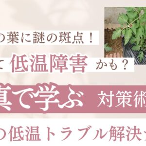 トマト低温障害の斑点